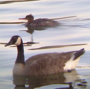 Red-breasted merganser with Canada goose.  Digiscoped photo by Kyle Carlsen.